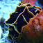 Reticulidia halgerda