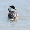 Western Grebe