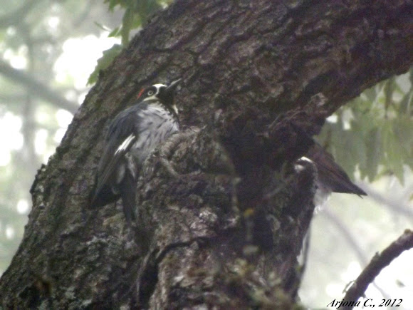 Spotting Image 1