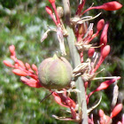 Red  [False] Yucca