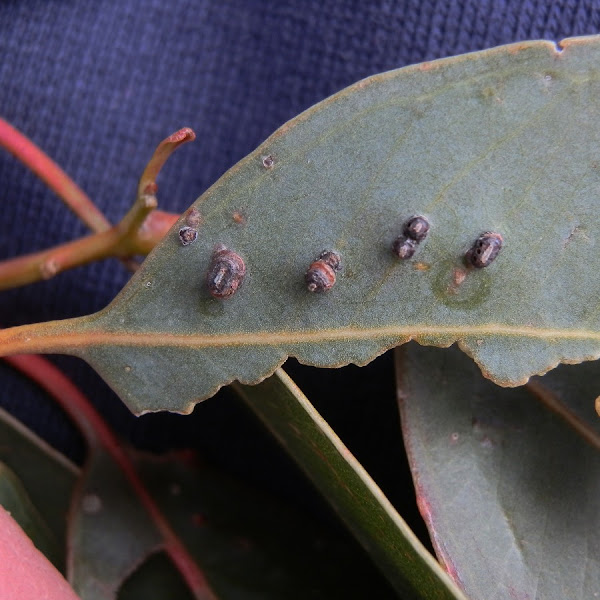 Eucalyptus stem gallwasp gall Project Noah