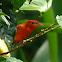 Summer tanager