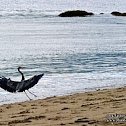 Great Blue Heron