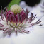 White Clematis