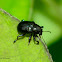 Beetle