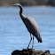 White-faced heron