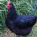 Australorp