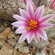 Pincushion cactus