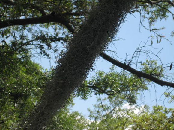 Spotting Image 1