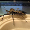 Wheel bug