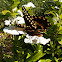 Palamedes Swallowtail Butterfly