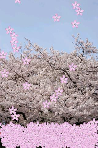 【免費個人化App】Sakura Petals Livewallpaper-APP點子