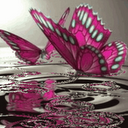 Pink Butterflies On Water Live mobile app icon