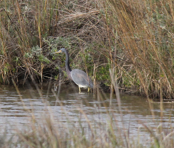 Spotting Image 1