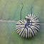 Monarch (butterfly)