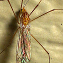 Crane Fly