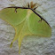 Luna Moth