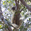 Verreaux's Sifaka