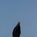 Grey-headed Fish Eagle