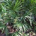 Palmetto