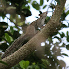 Mexican Gray Squirrel