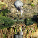 Little Blue Heron