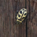 Spotted maize beetle