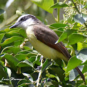 Great Kiskadee
