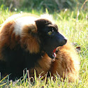 Red Ruffed Lemur