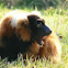 Red Ruffed Lemur