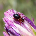 Spider. Araña