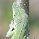 Carolina anole