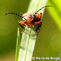 Two-lined soldier beetle