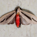 Tiger moth