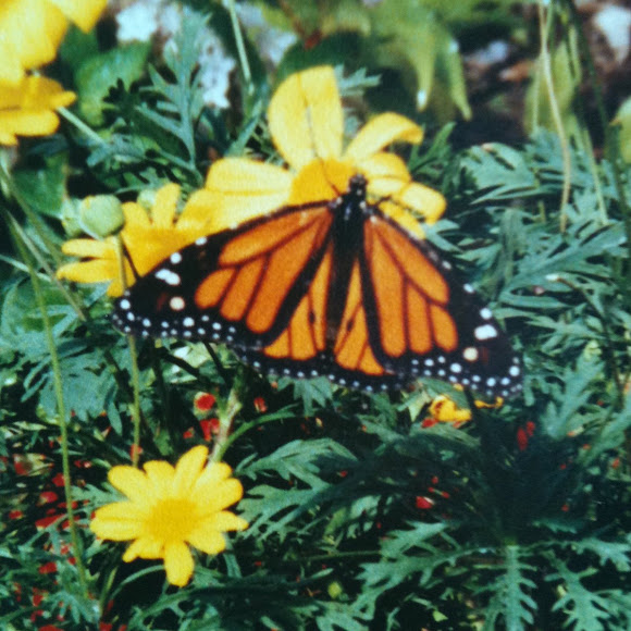Spotting Image 1
