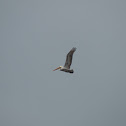 Brown Pelican