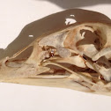 Muscovy Duck