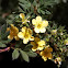 Shrubby Cinquefoil