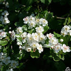 Common hawthorn