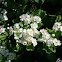 Common hawthorn