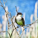 Eastern Kingbird