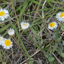 Feverfew?