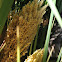 Palmera