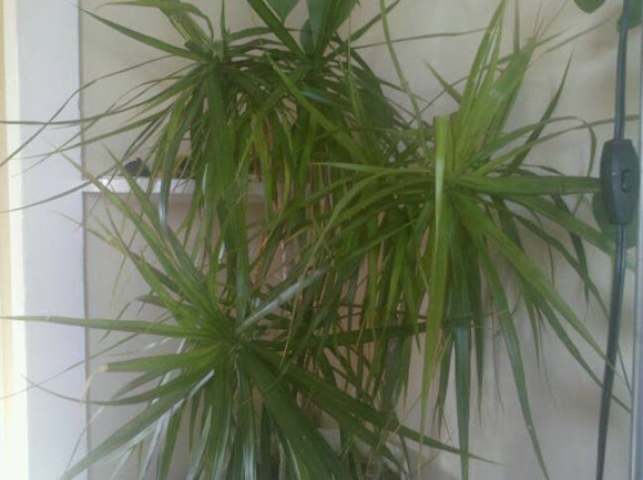 Spotting Image 1