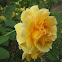 yellow rose