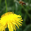 Western Honeybee