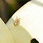 Beaded Weevil
