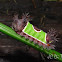 Saddleback Caterpillar