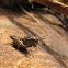 (Nymph) Groove-headed Grasshopper