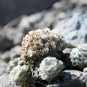 Unknown spotting